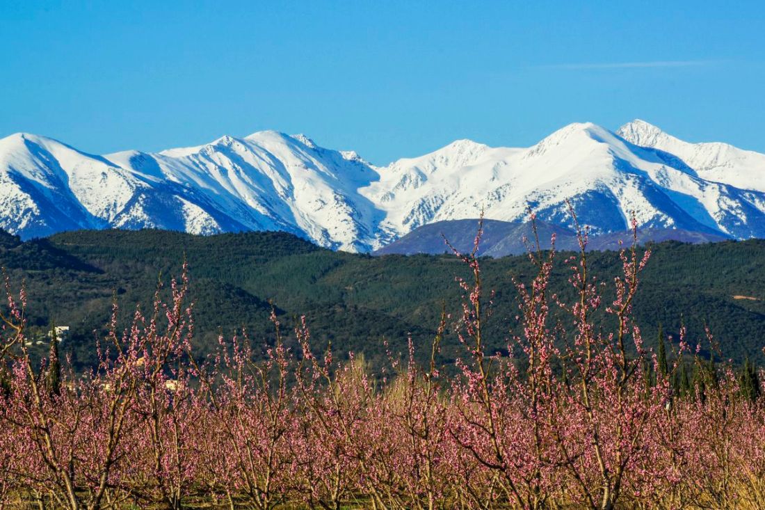 canigou-_michel-castillo_1