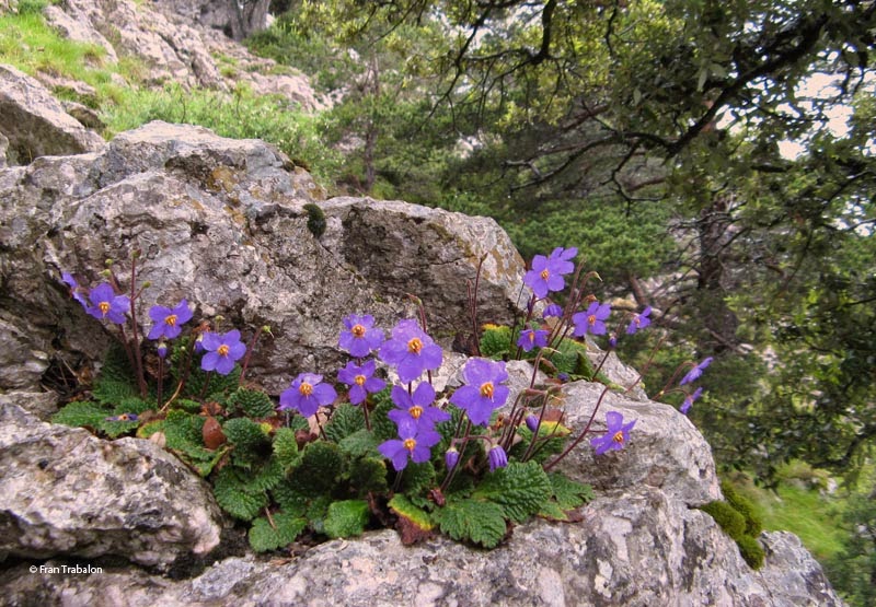 Pyrenean Violet