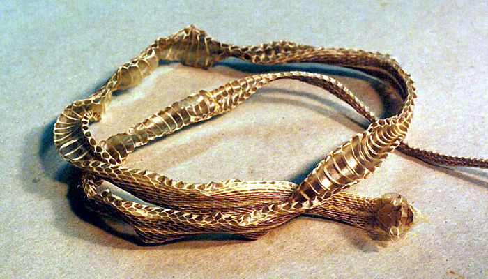 Gartersnake skin