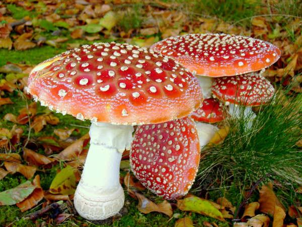 Amanita muscaria 