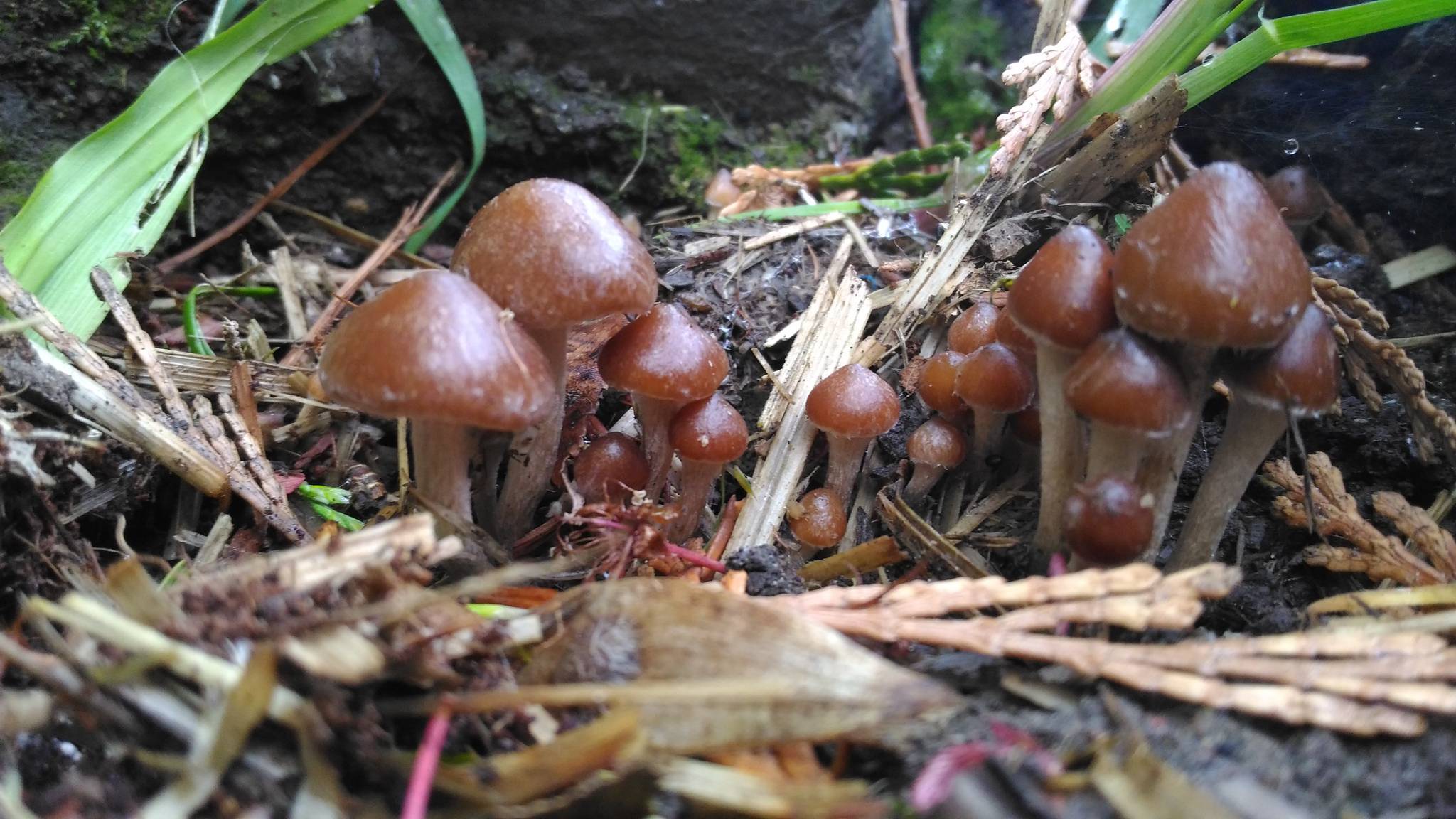 Psilocybe hispanica