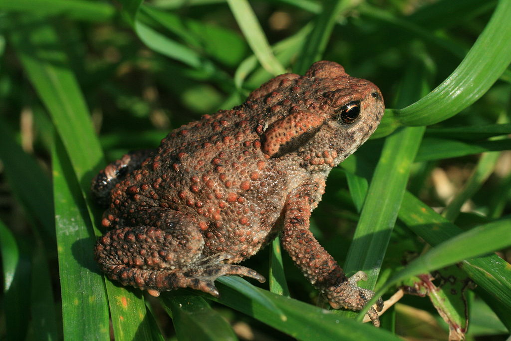 Toad